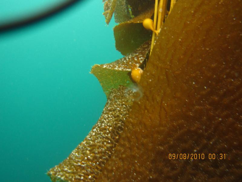 Tiny Jelly during safety stop in Catalina