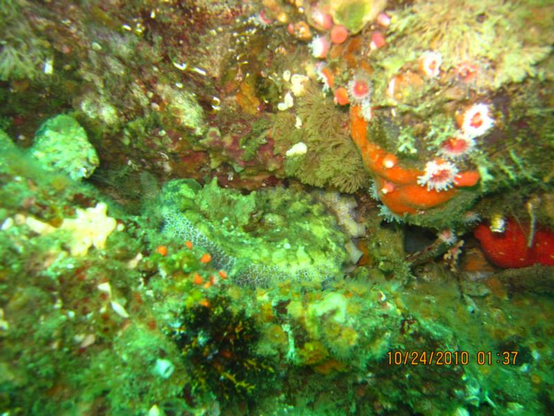 An octopus just barely spotted in a crevice diving Santa Cruz
