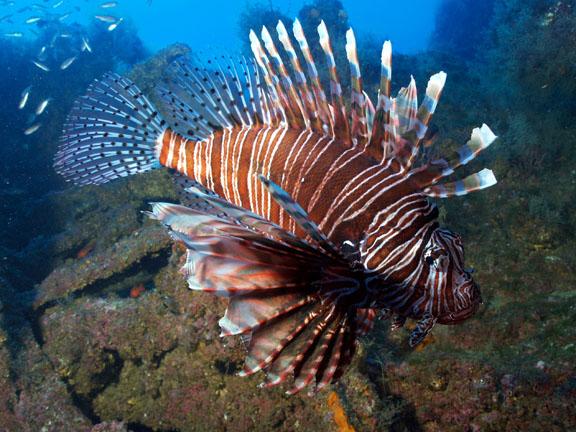 Lionfish