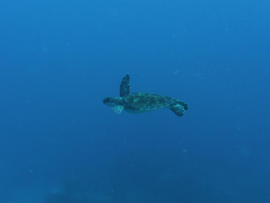 Sea Turtle