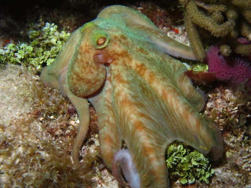 Octopus in Cozumel