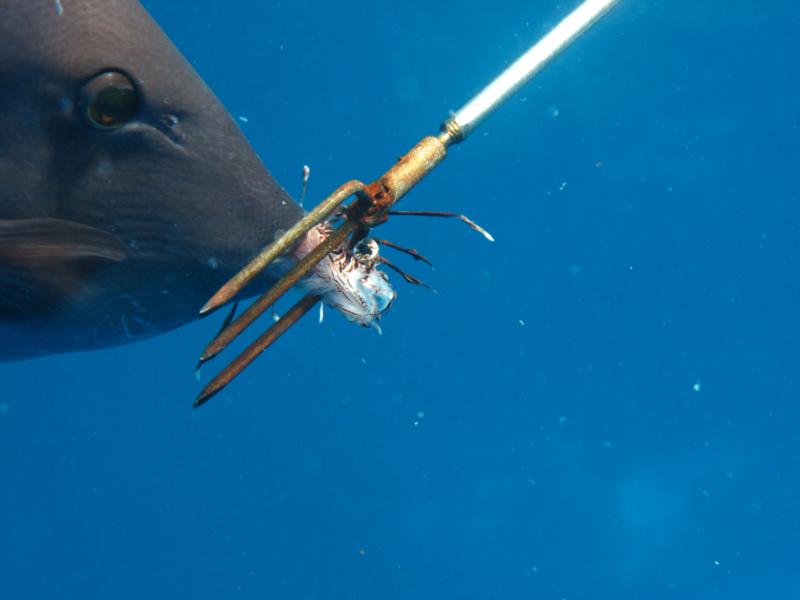 Feeding him a Lionfish (Cozumel)