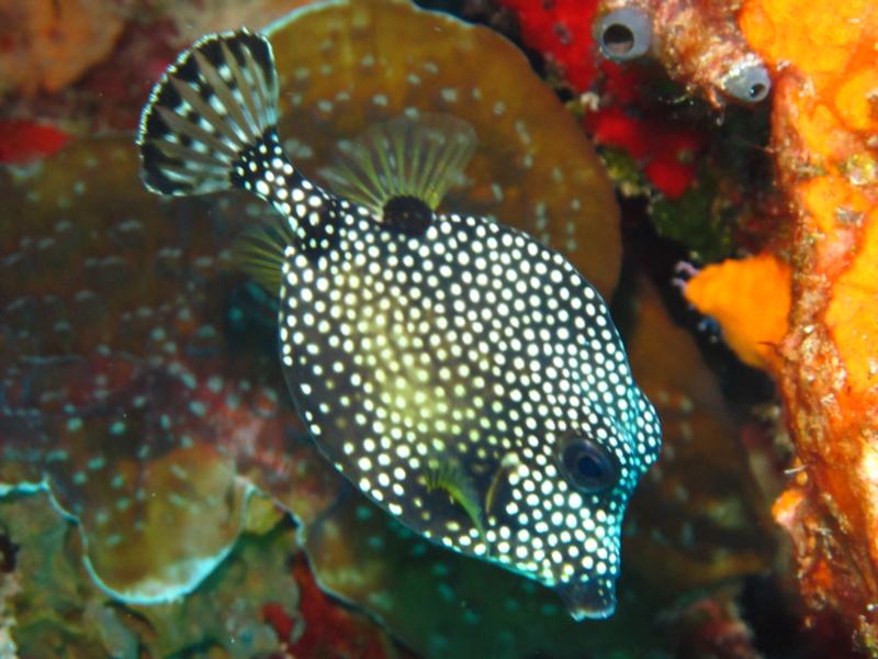 Little guy all alone (Cozumel)