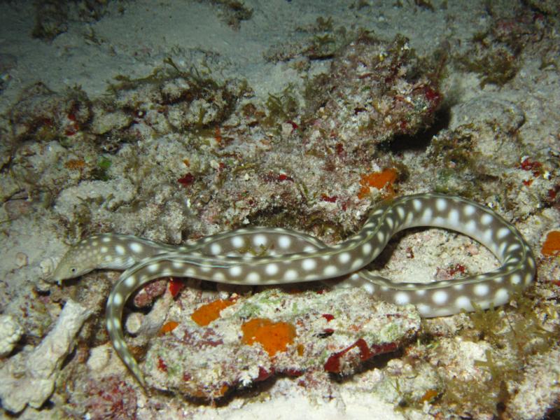 Sea snake or eel, Cozumel.