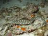 Sea snake or eel, Cozumel.