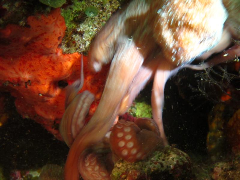 Octopus (2) fighting