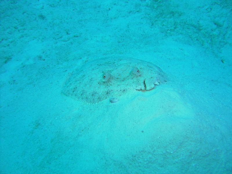 Flounder in the Bahamas