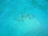 Flounder in the Bahamas