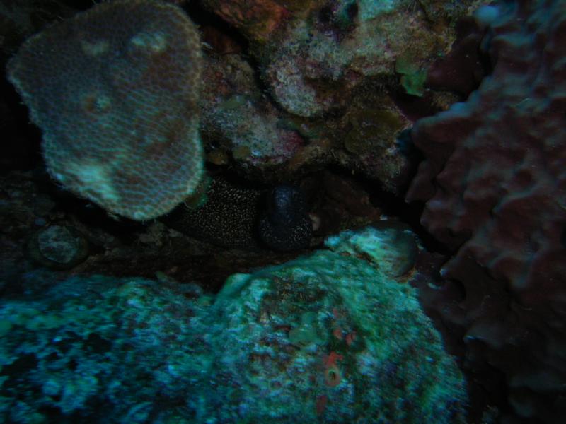 Golden Spotted Eel Bahamas