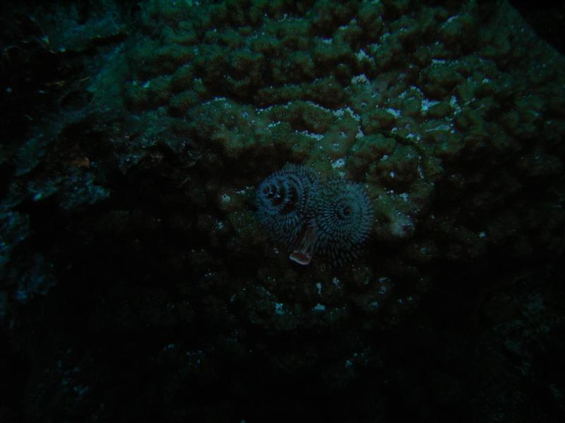 Christmas Tree Worm Bahamas