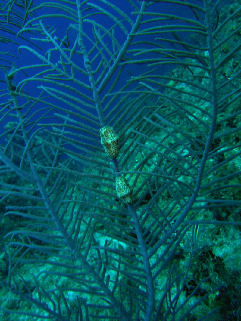 Flamingo Tongue Snails Bahamas