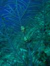 Flamingo Tongue Snails Bahamas