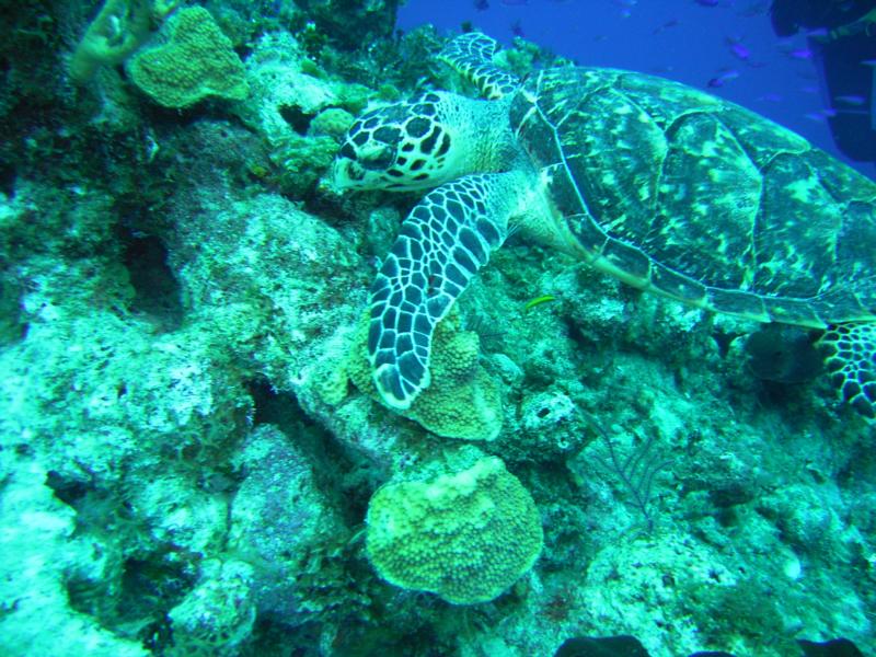 Turtle Bahamas