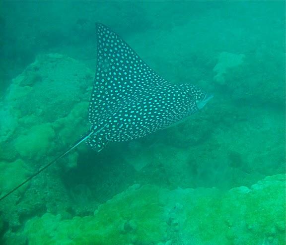 eagle ray (Boca Raton, Fl)