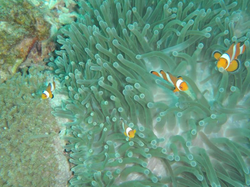 Love clown fish