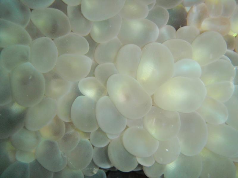 Bubble Coral