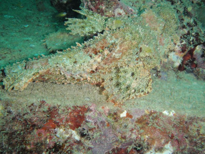 Scorpion fish