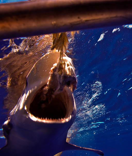 Great White (Rodney Fox Shark Experience)