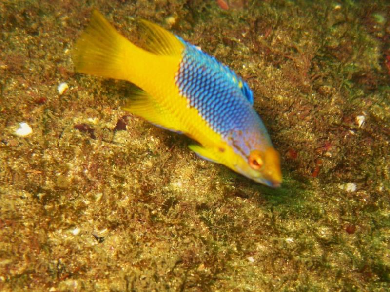 donzela
