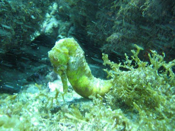 Seahorse