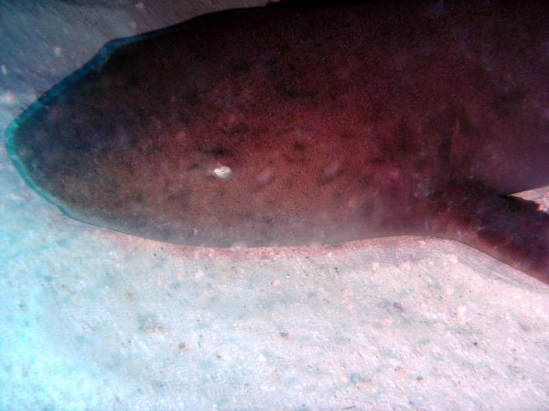 Furocious Nurse Shark