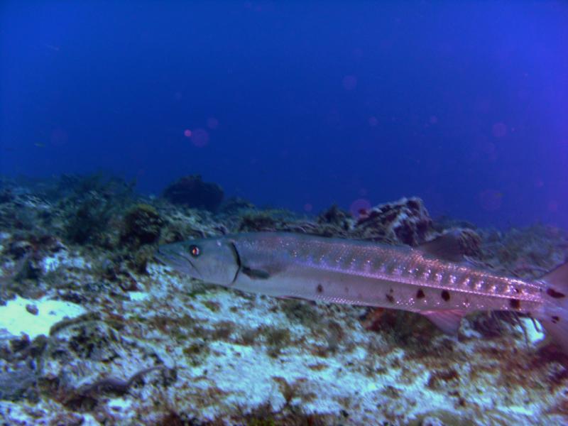 Barracuda