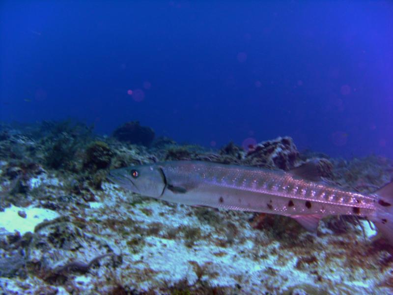 Barracuda