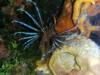 Lion Fish (Cozumel)