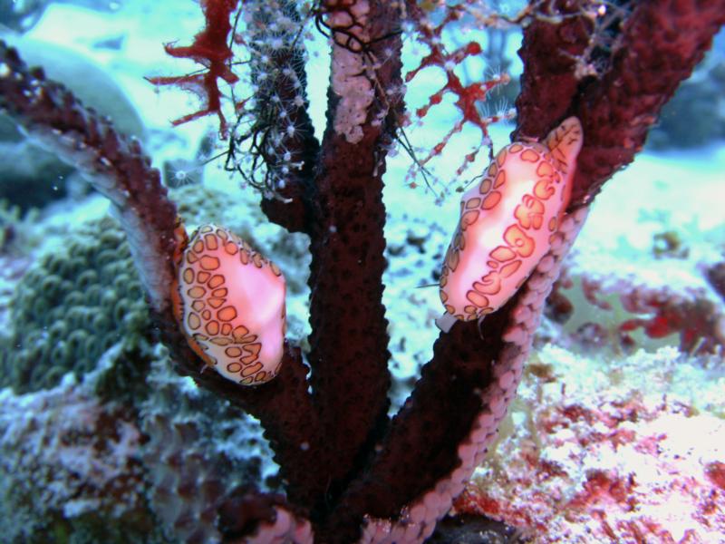 Nudibranches (Cozumel)