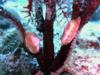 Nudibranches (Cozumel)