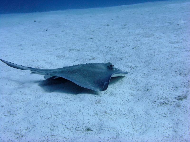 Sting Ray