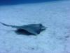 Sting Ray