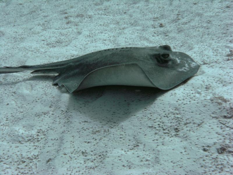 Sting Ray