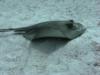 Sting Ray