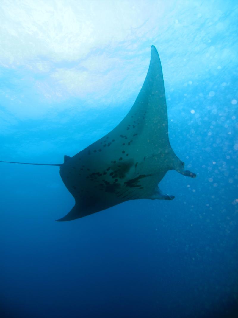 Manta Ray Papalaua, Maui