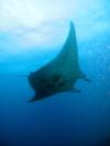 Manta Ray Papalaua, Maui