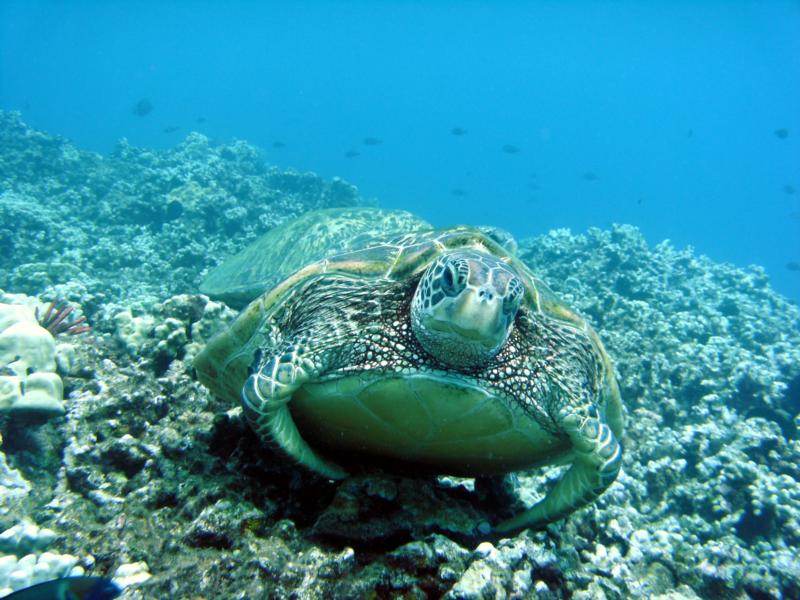 Tough Turtle