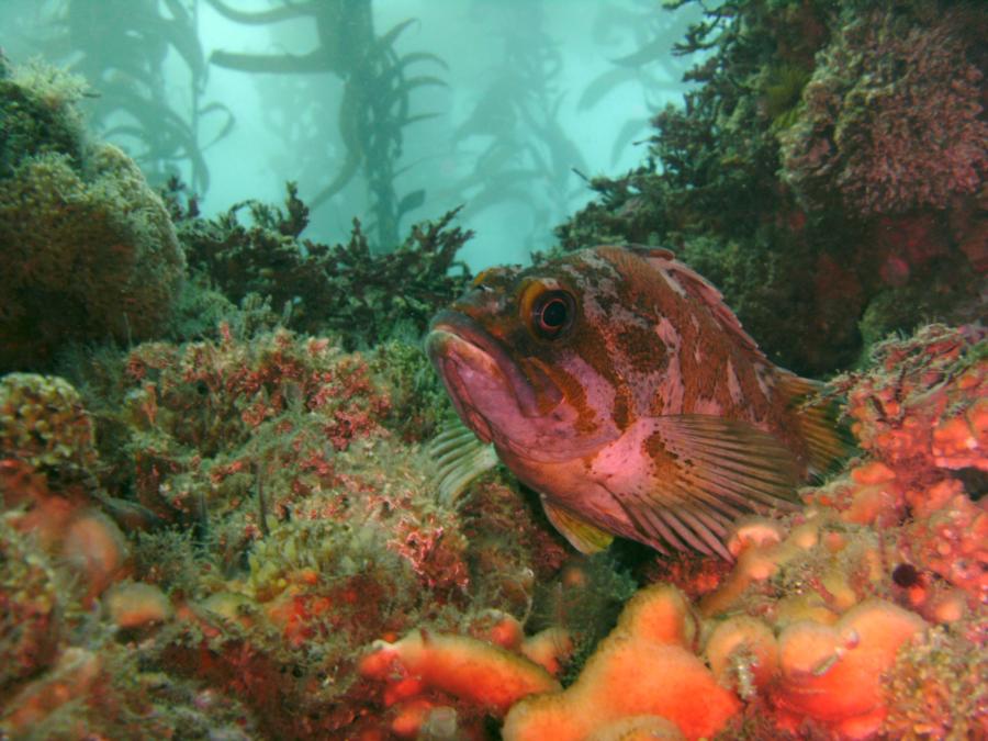 California Dive Paradise