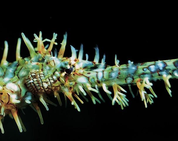 Solenostomus paradoxus, ghost pipefish