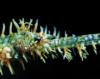 Solenostomus paradoxus, ghost pipefish