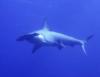 Hammerhead shark off the coast of San Salvador island in the Bahamas