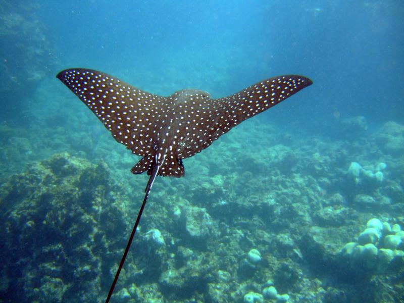 spotted eagle ray