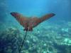 spotted eagle ray