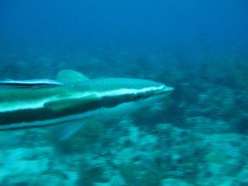 Remora