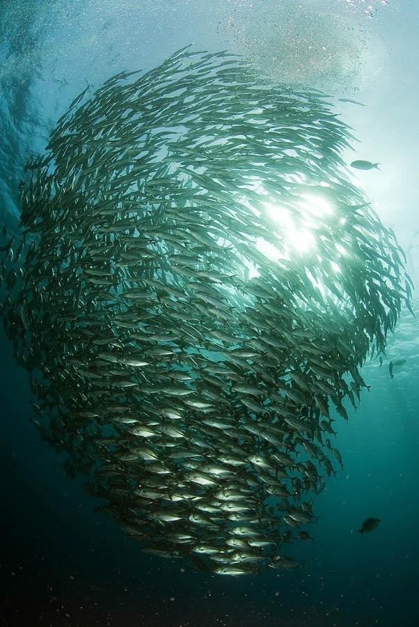 Tornado or fishes