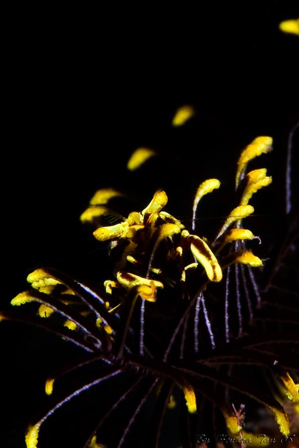 crinoid shrimp