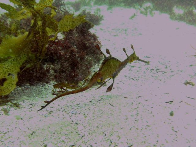 Weedy Sea Dragon