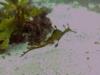 Weedy Sea Dragon