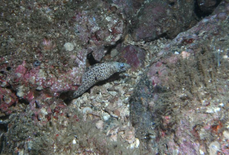 Spotted Moray - Playa Hermosa - Guanacaste, Costa Rica