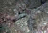 Spotted Moray - Playa Hermosa - Guanacaste, Costa Rica